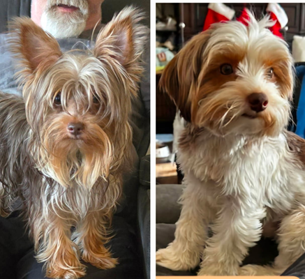 AKC Chocolate Dad & AKC Chocolate Parti Mom