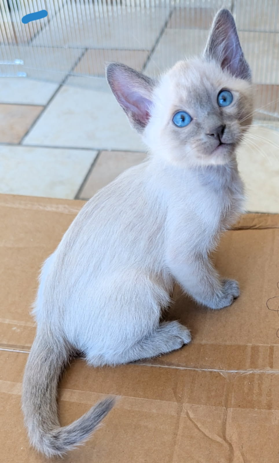 SweetSiamese.com
